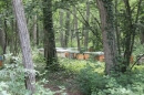 Ruche en forêt des 3 Pignons